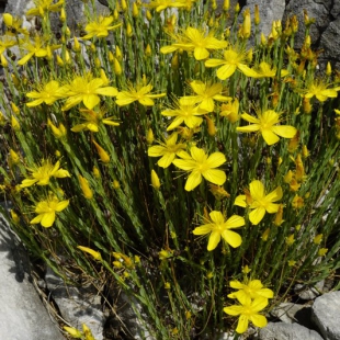 Hypericum olympicum